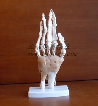 Funkcionālā tipa cilvēku Roku locītavu rokas modelis Cilvēka skeleta modelis bezmaksas piegāde